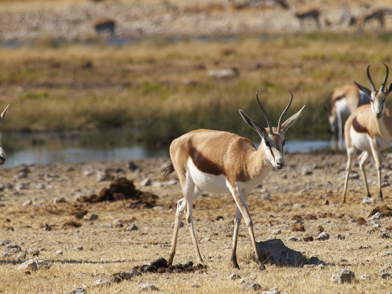 Etosha National Park, Rietfontein, Springbok
